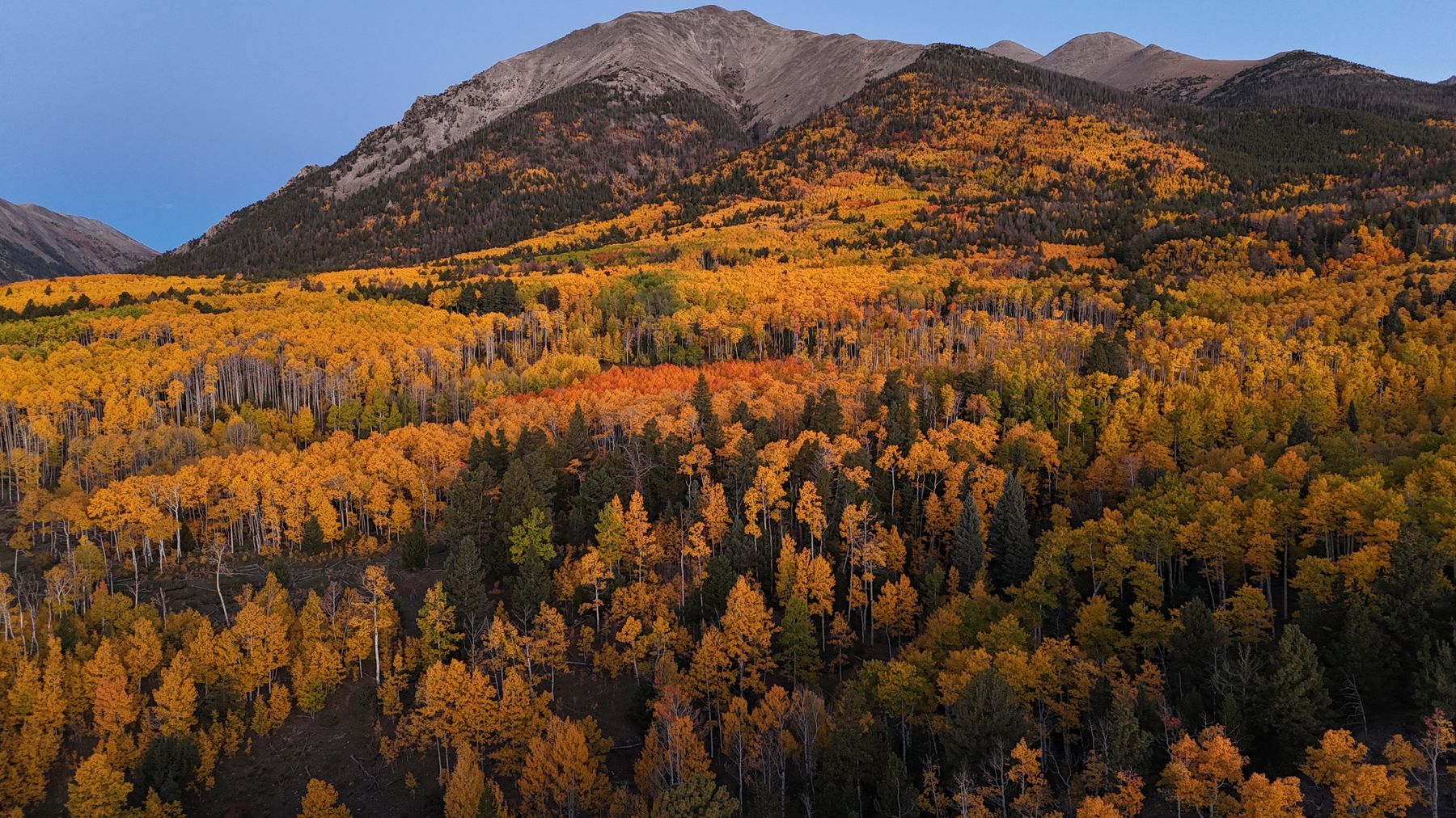 Golden Colorado aspen forest beneath mountain ridges
